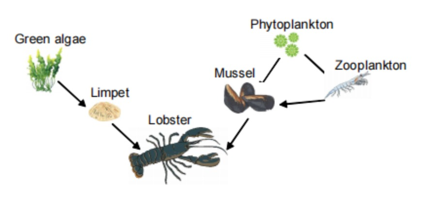 Master Primary Science Food Web questions with clear explanations on predator, prey, food chain relationships and PSLE answering techniques. Get instant homework help.